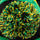 Black / Green / Yellow - Bobble Hat