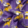 Minnesota Vikings - Ladies Briefs